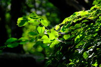 Waldbaden 1 - im Sein mit der Natur verbunden - Juli 2025